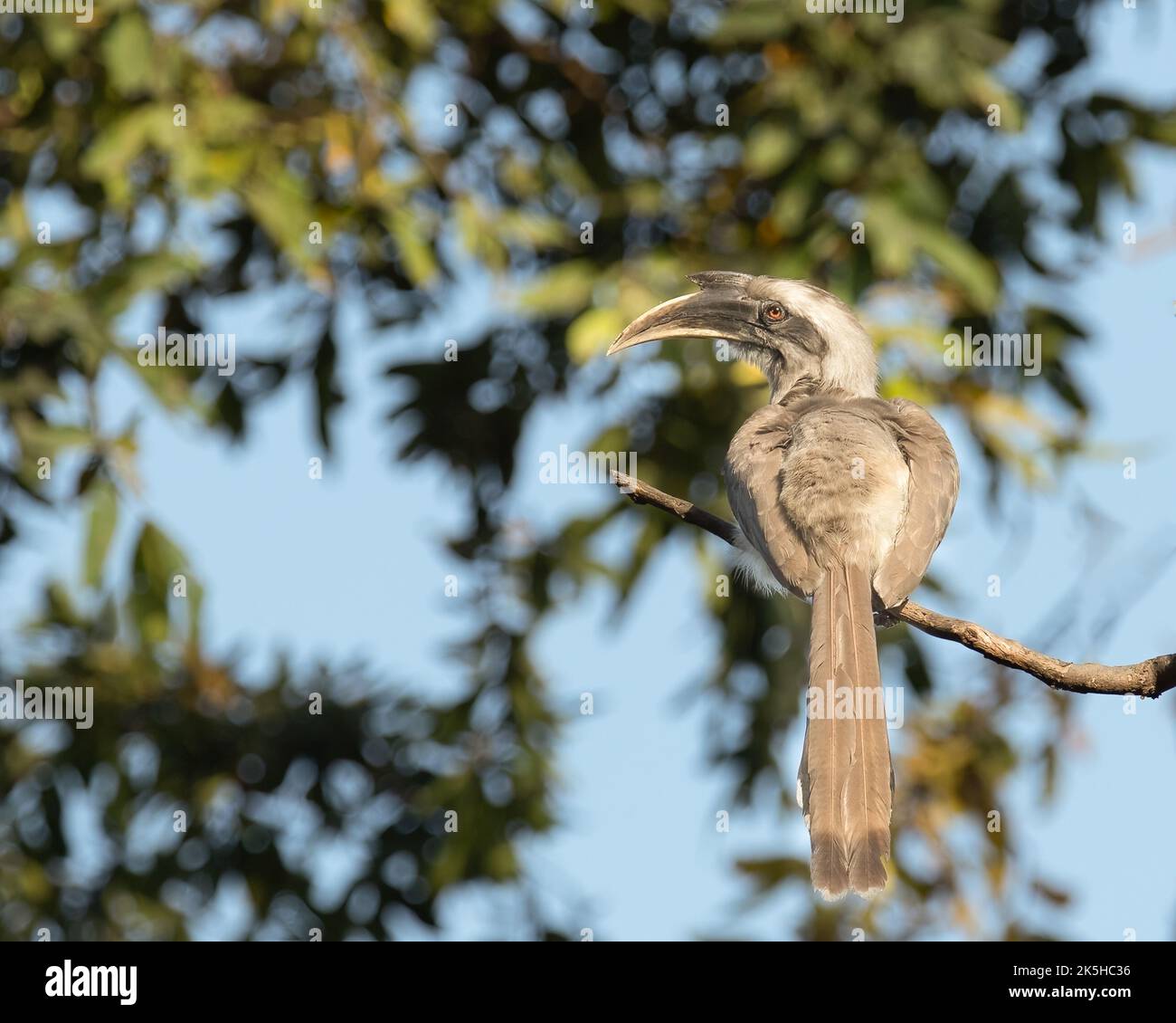 Una Hornbill grigia che sorreggia una telecamera ad albero e occhio a occhio Foto Stock