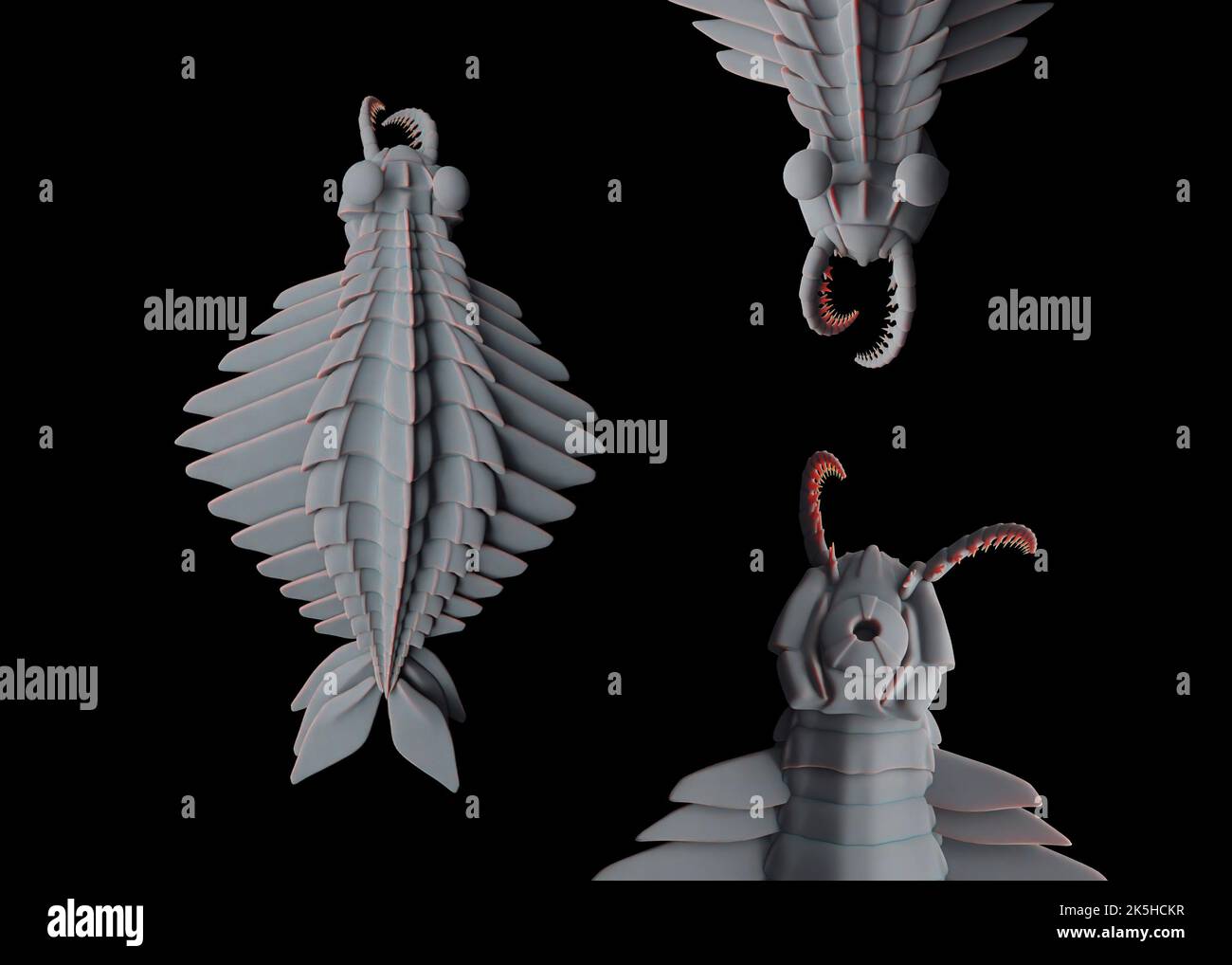 Ricostruzione fossile di Anomalocaris Canadensis dal periodo medio Cambriano. Primo parente di artropodi, creduto essere un predatore marino apex. Foto Stock