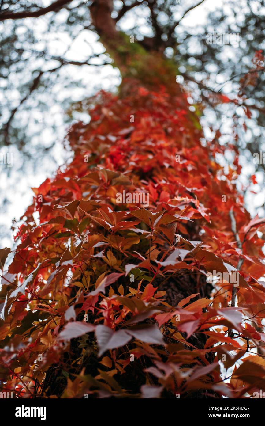 Autunno sfondo albero corteccia con rosso Virginia superriduttore foglie. Parthenocissus quinquefolia, Virginia Creeper, Woodbine foglie rosse sull'albero Foto Stock