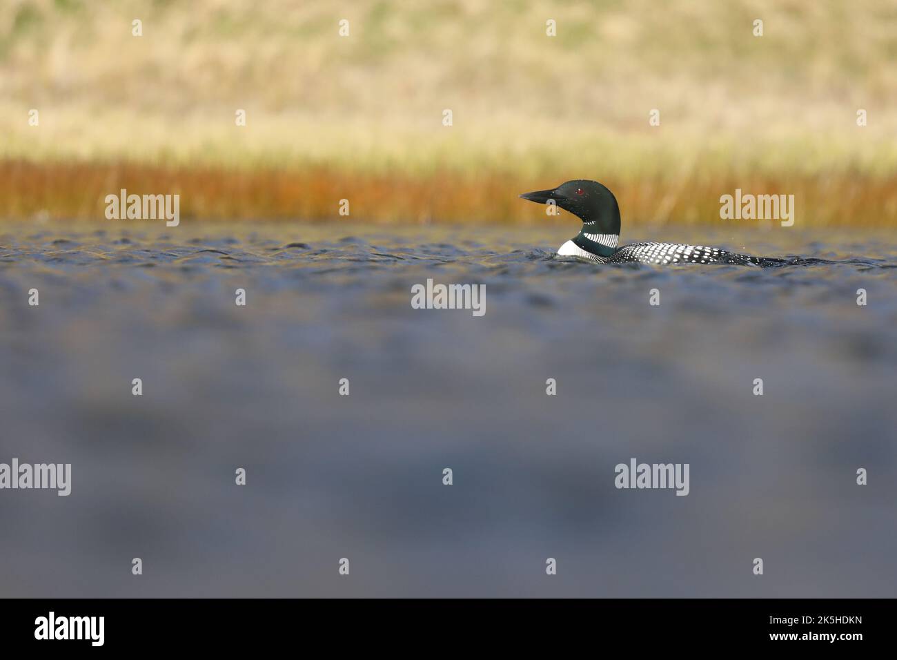 Ottimo tuffatore del nord, Islanda, Great Northern loon Foto Stock