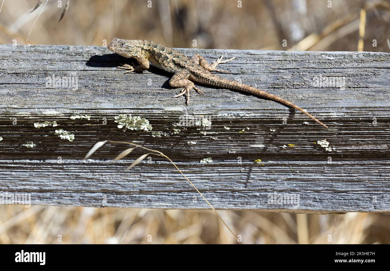 Fence Lizard nord-occidentale in habitat tipico. Foothills Park, contea di Santa Clara, California, Stati Uniti. Foto Stock