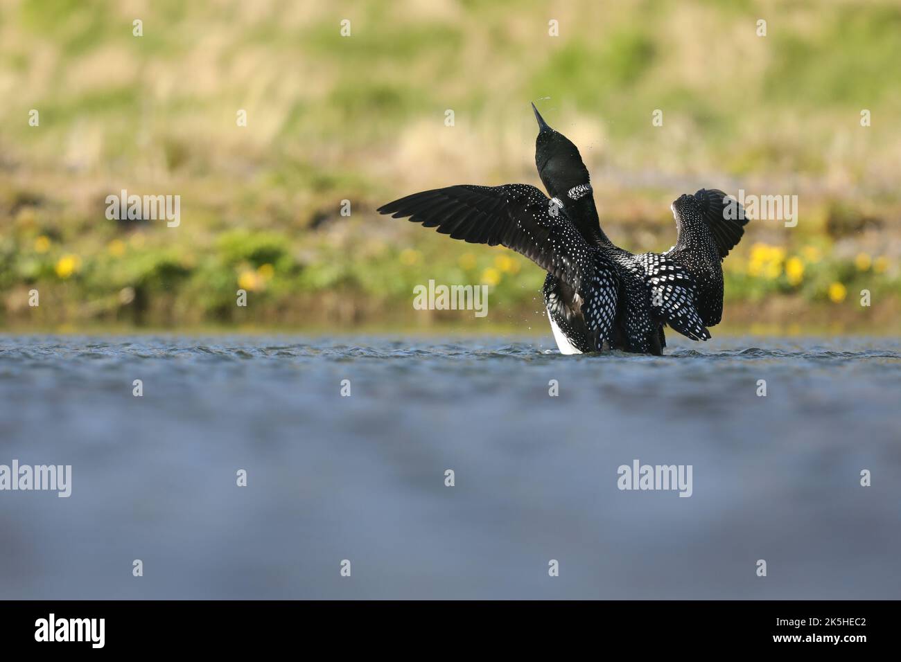 Ottimo tuffatore del nord, Islanda, Great Northern loon Foto Stock