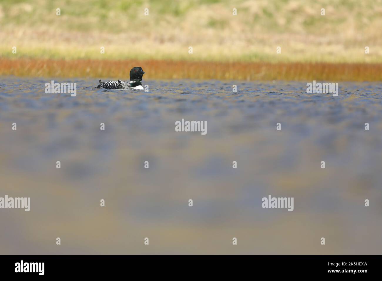 Ottimo tuffatore del nord, Islanda, Great Northern loon Foto Stock