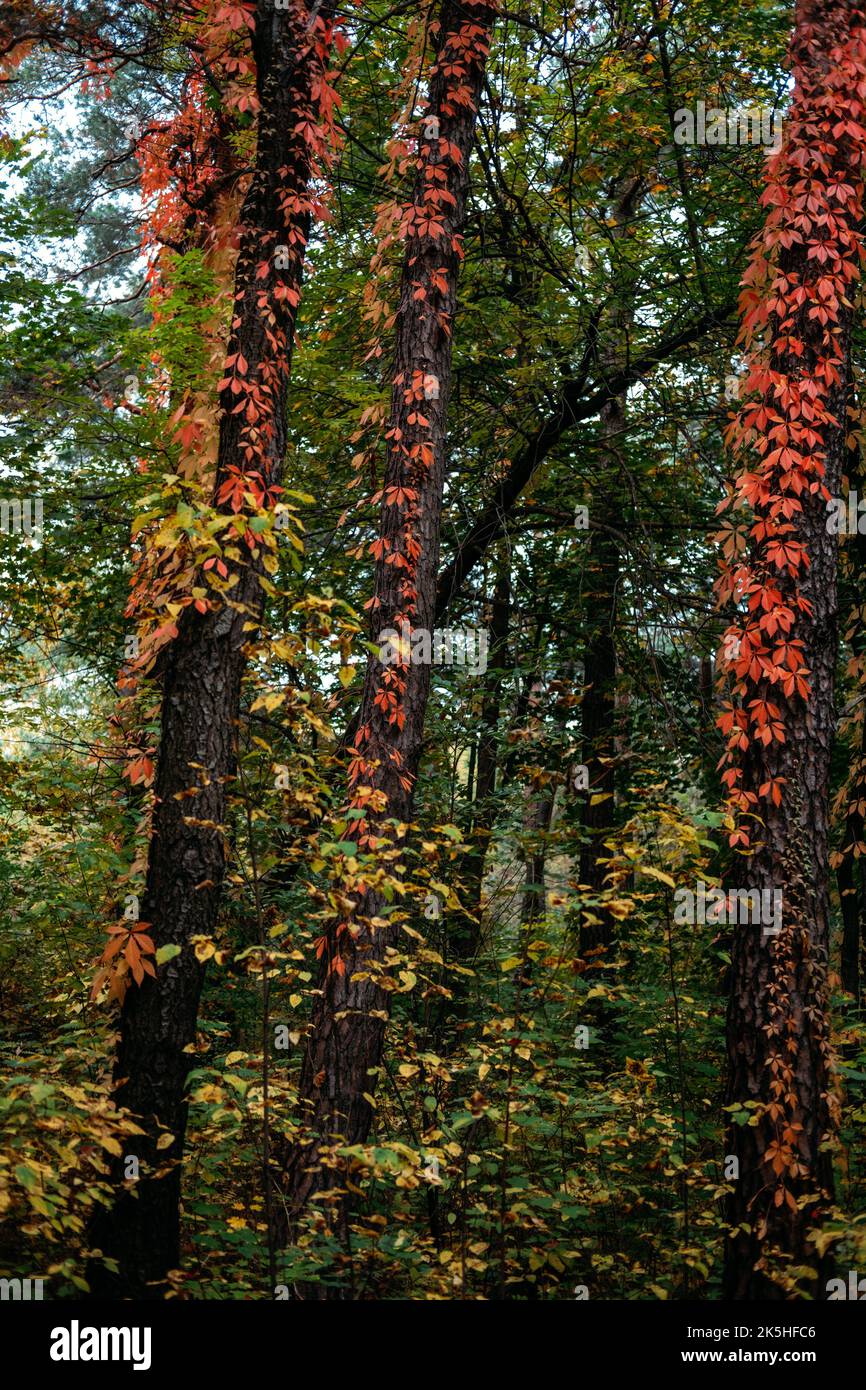 Autunno sfondo albero corteccia con rosso Virginia superriduttore foglie. Parthenocissus quinquefolia, Virginia Creeper, Woodbine foglie rosse sull'albero in pino Foto Stock