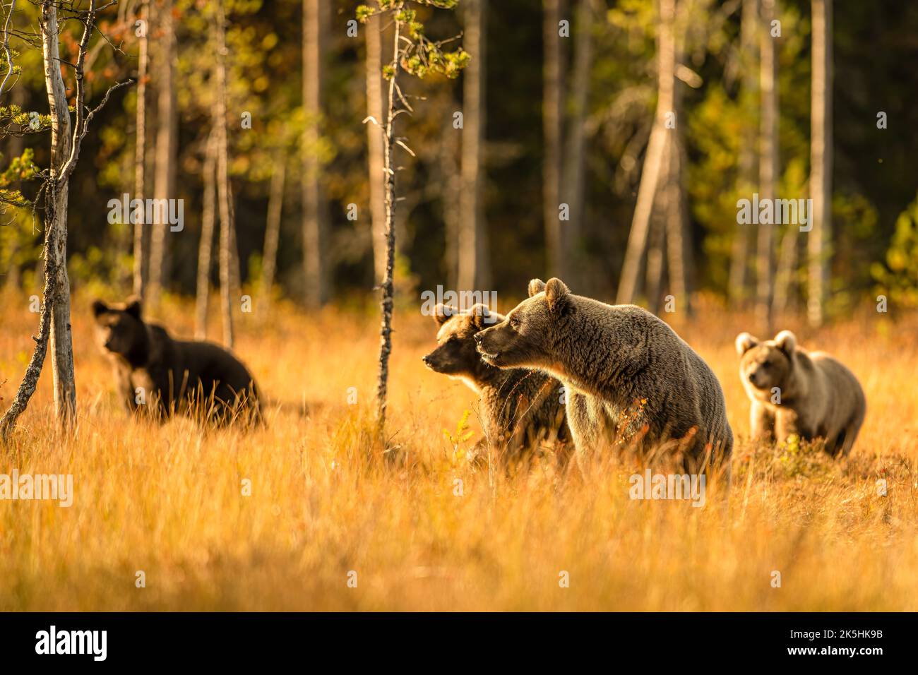 Fauna selvatica in Finlandia. Orsi, Wolverine e uccelli. Foto Stock