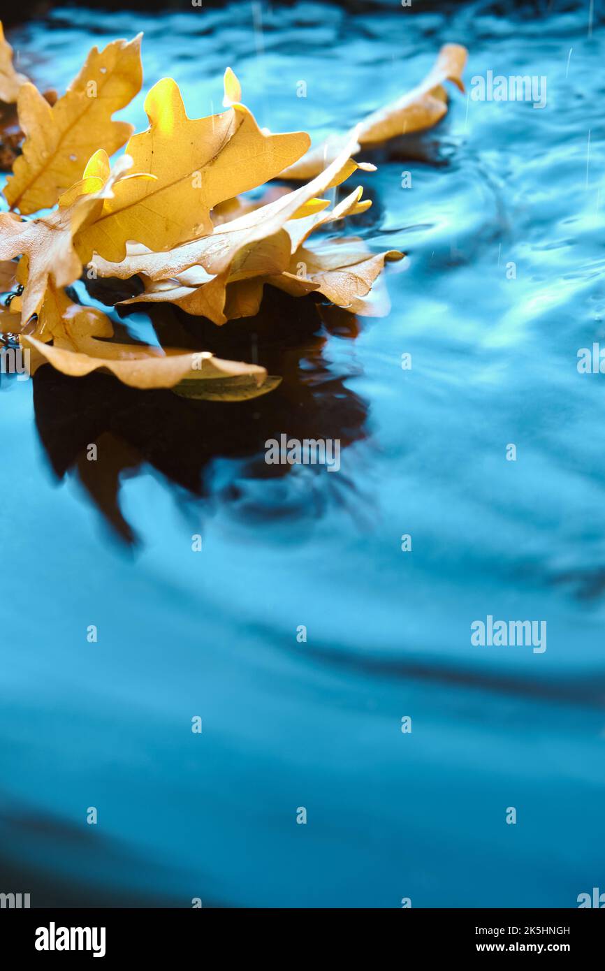 Foglie autunnali in acqua con ondulazione, copia-spazio. Sfondo verticale per le storie dei social media. Sfondo autunnale astratto, carta da parati in turchese A. Foto Stock