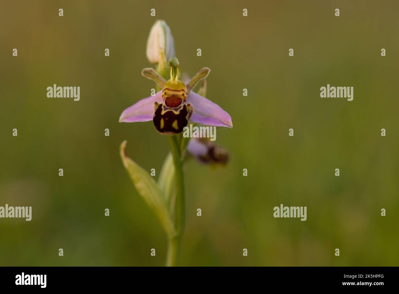 Bee Orchid, Ophrys Apifera, Rodbrough comune Foto Stock
