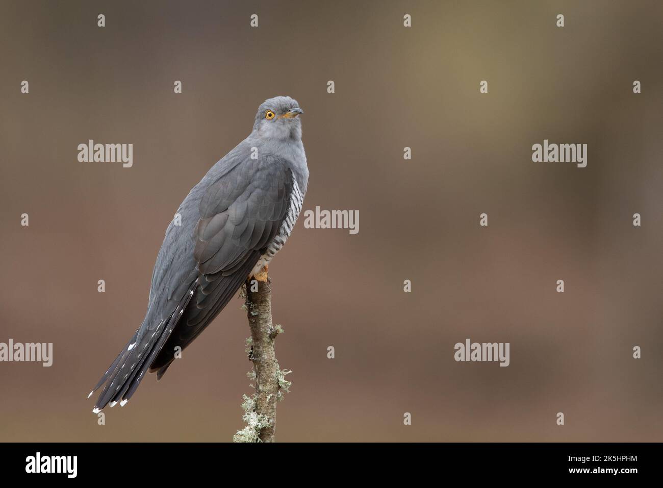 Cucù comune, Cucurus canoro Foto Stock