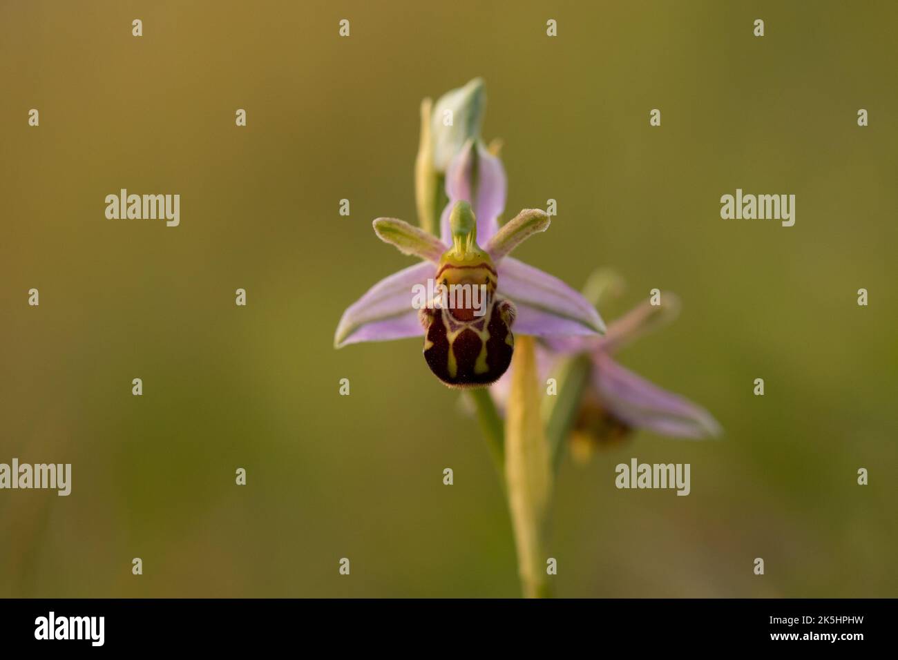 Bee Orchid, Ophrys Apifera, Rodbrough comune Foto Stock