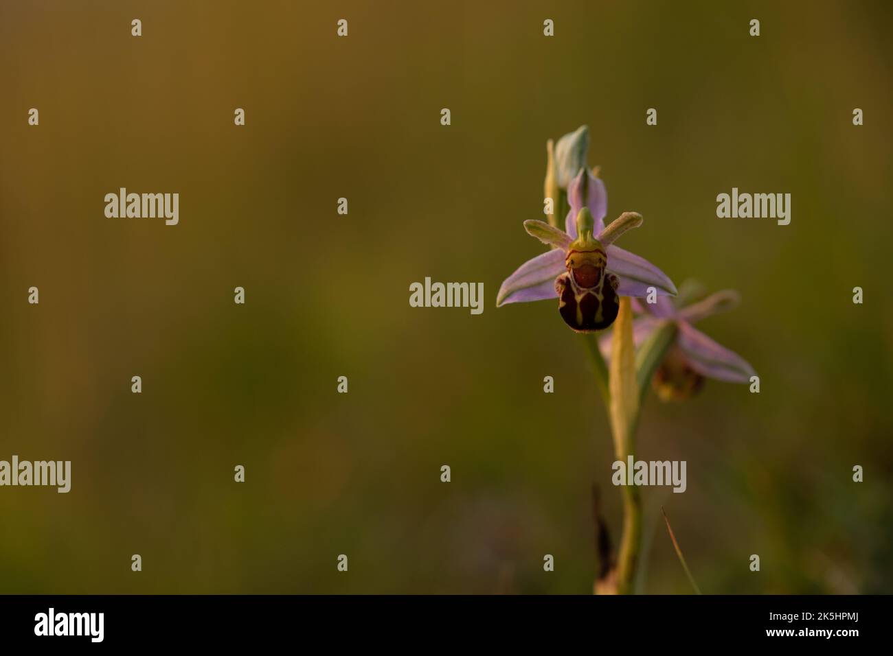 Bee Orchid, Ophrys Apifera, Rodbrough comune Foto Stock