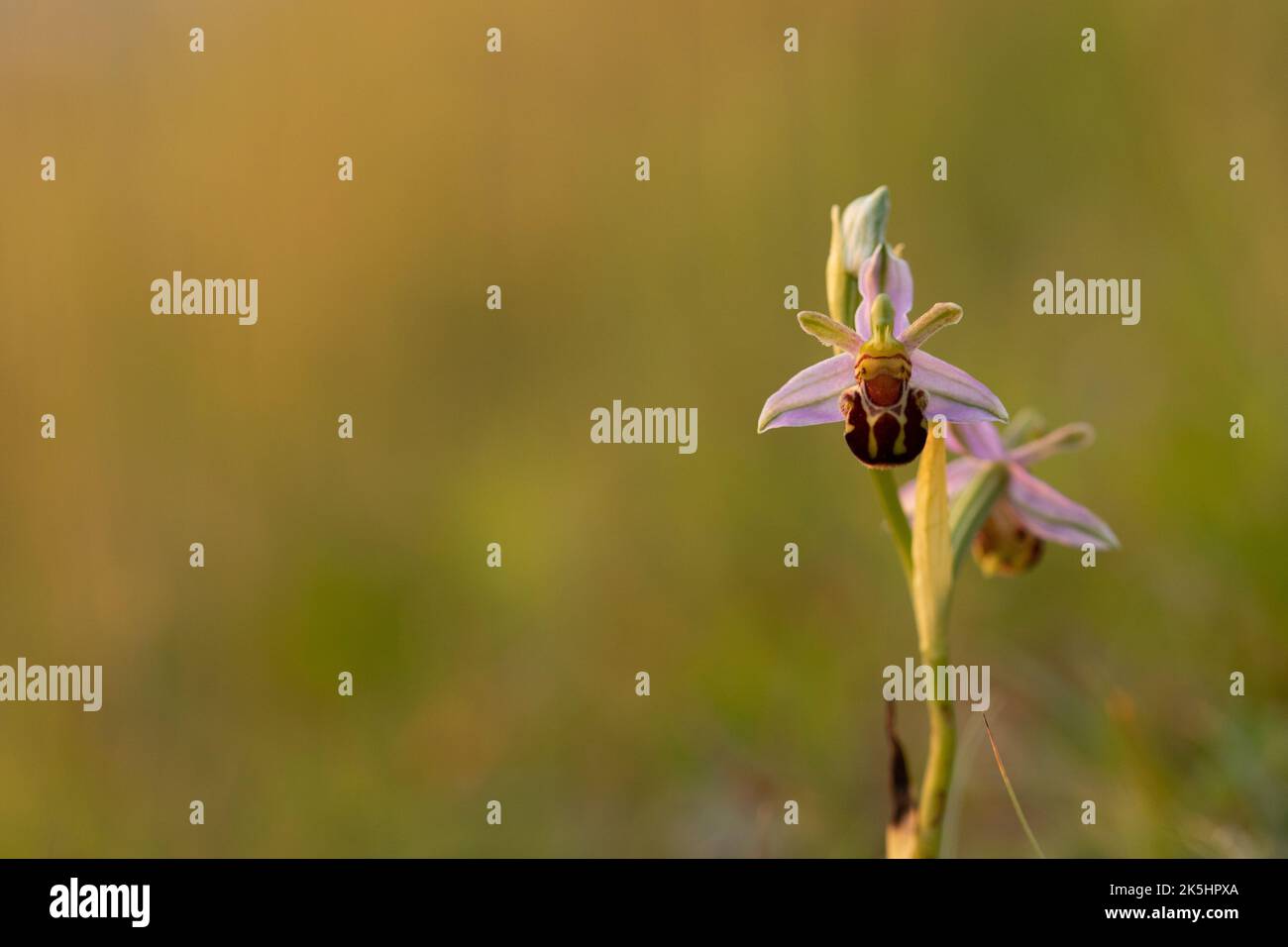 Bee Orchid, Ophrys Apifera, Rodbrough comune Foto Stock