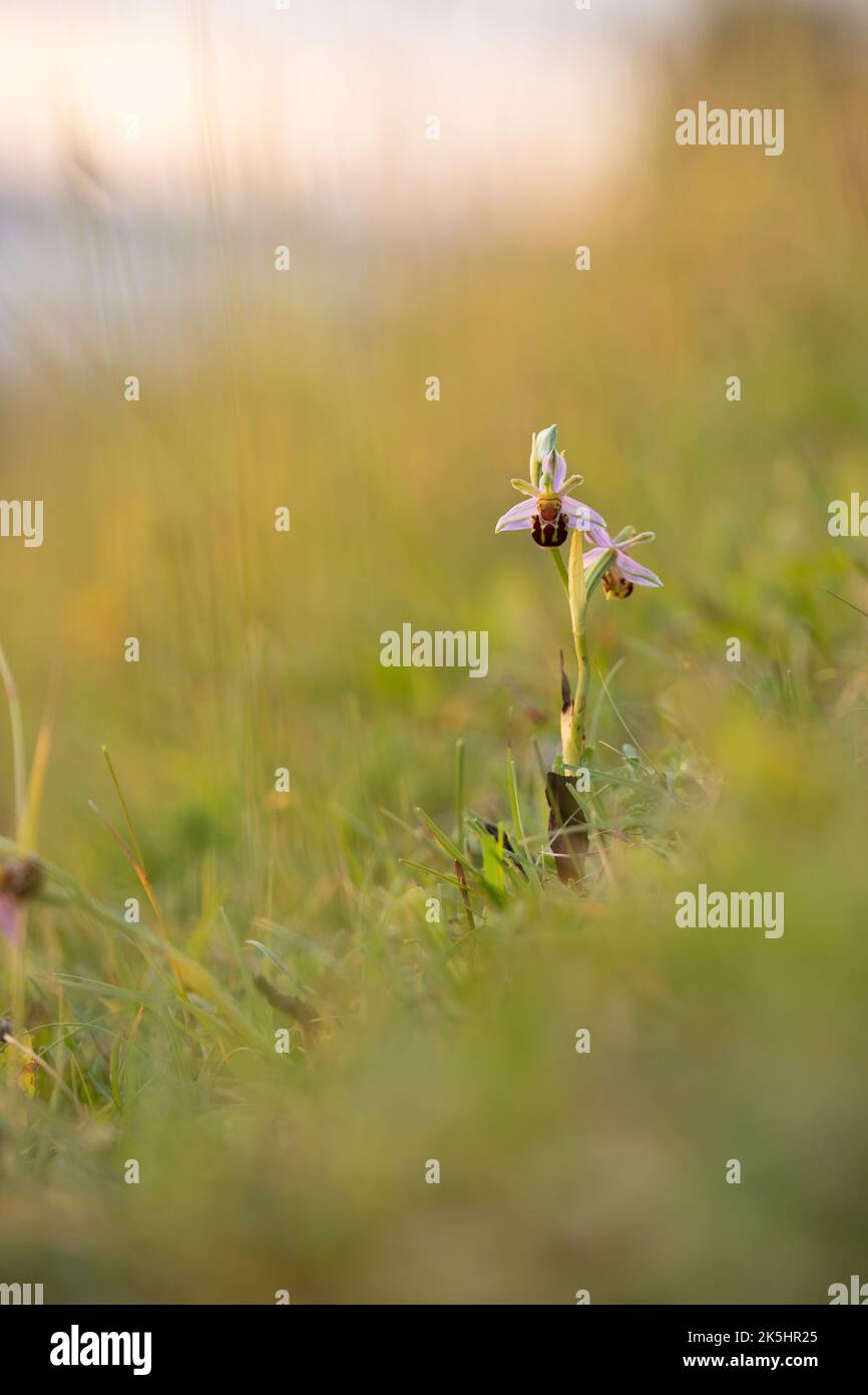 Bee Orchid, Ophrys Apifera, Rodbrough comune Foto Stock