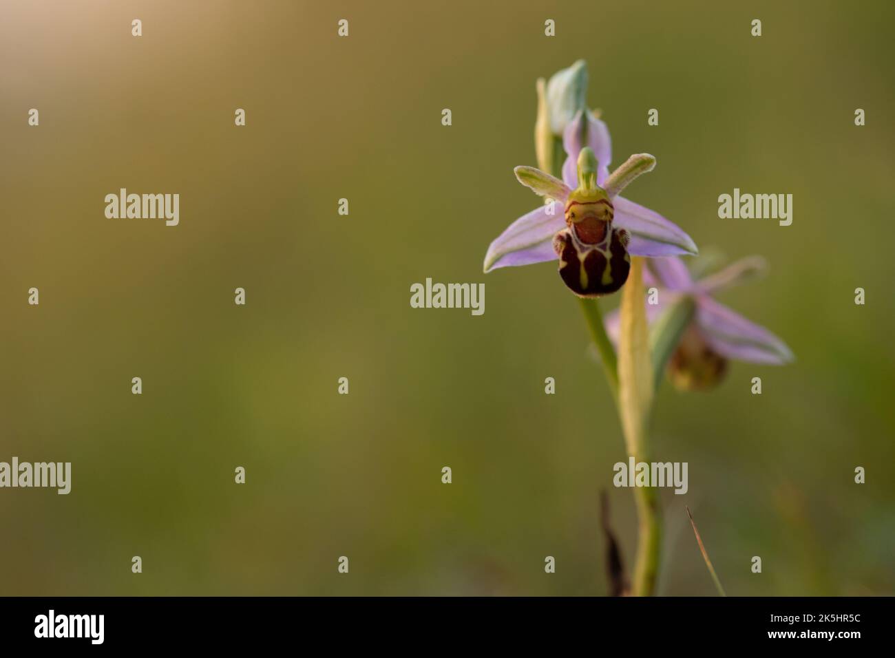 Bee Orchid, Ophrys Apifera, Rodbrough comune Foto Stock