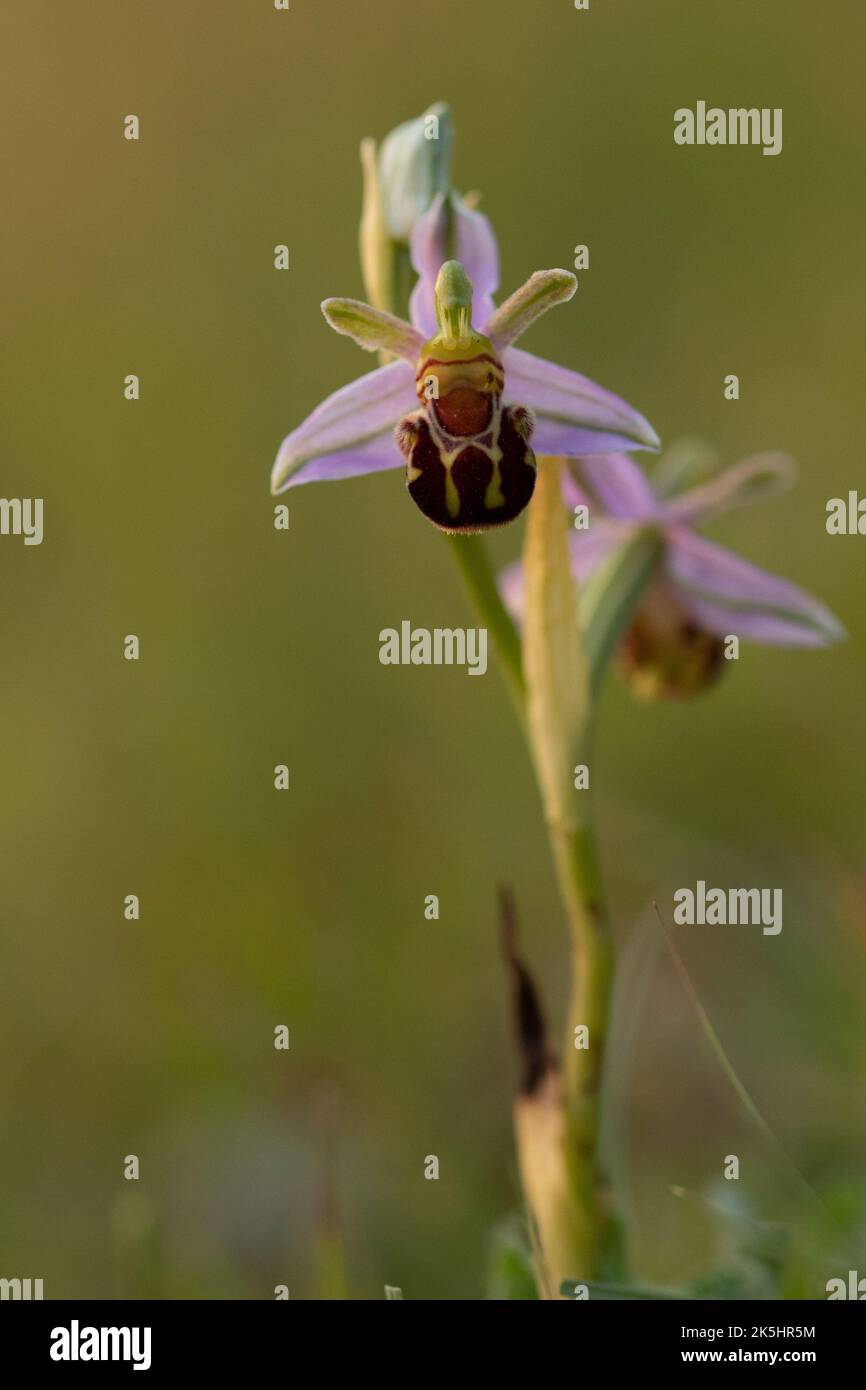 Bee Orchid, Ophrys Apifera, Rodbrough comune Foto Stock