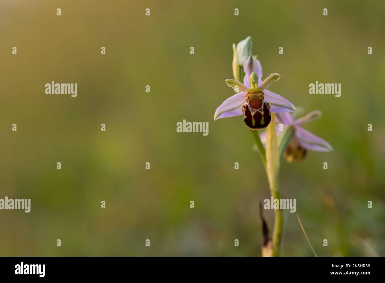 Bee Orchid, Ophrys Apifera, Rodbrough comune Foto Stock