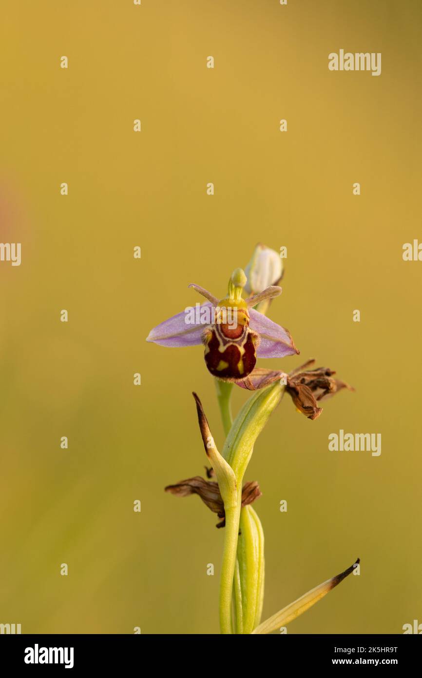 Bee Orchid, Ophrys Apifera, Rodbrough comune Foto Stock