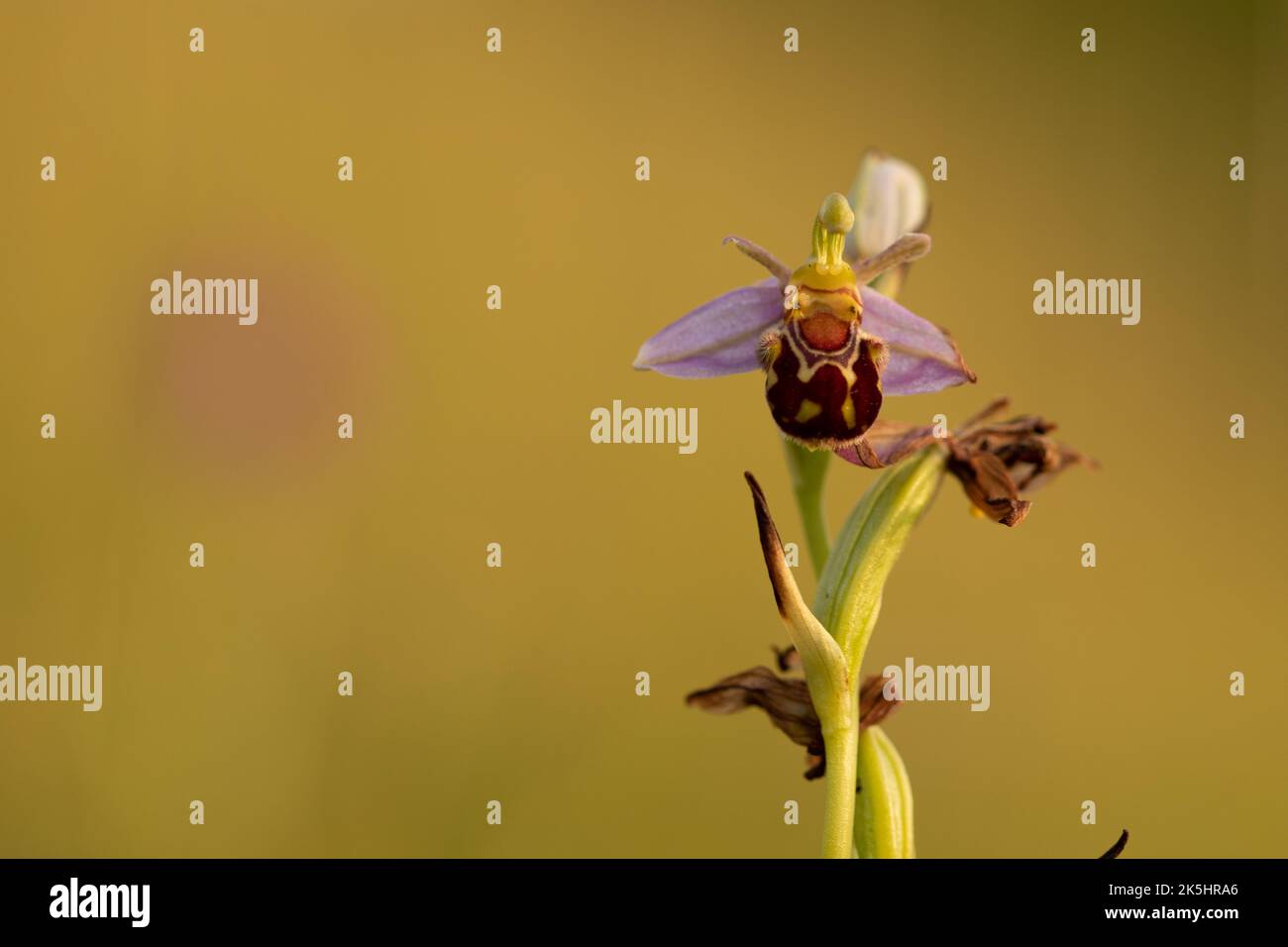 Bee Orchid, Ophrys Apifera, Rodbrough comune Foto Stock