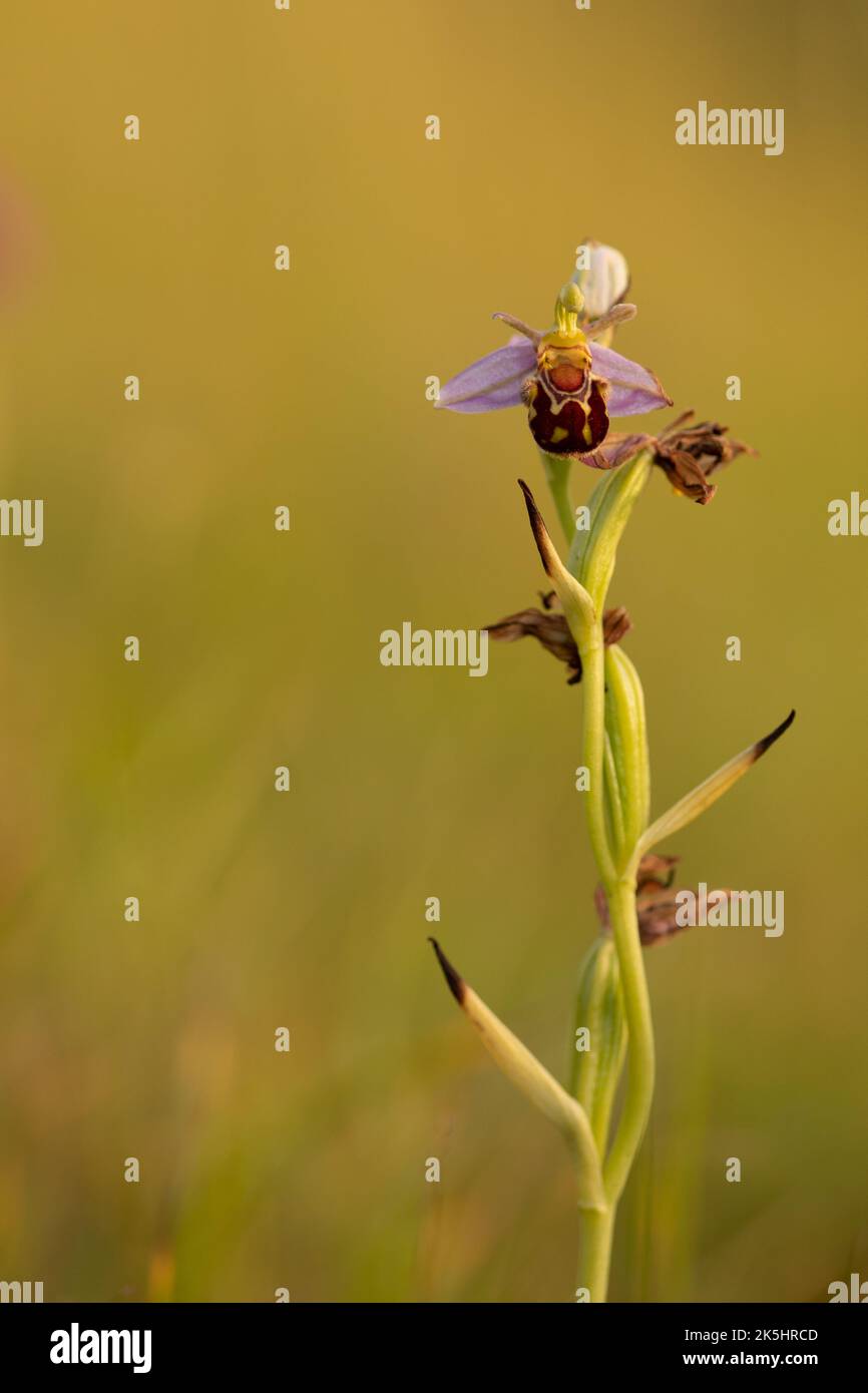 Bee Orchid, Ophrys Apifera, Rodbrough comune Foto Stock