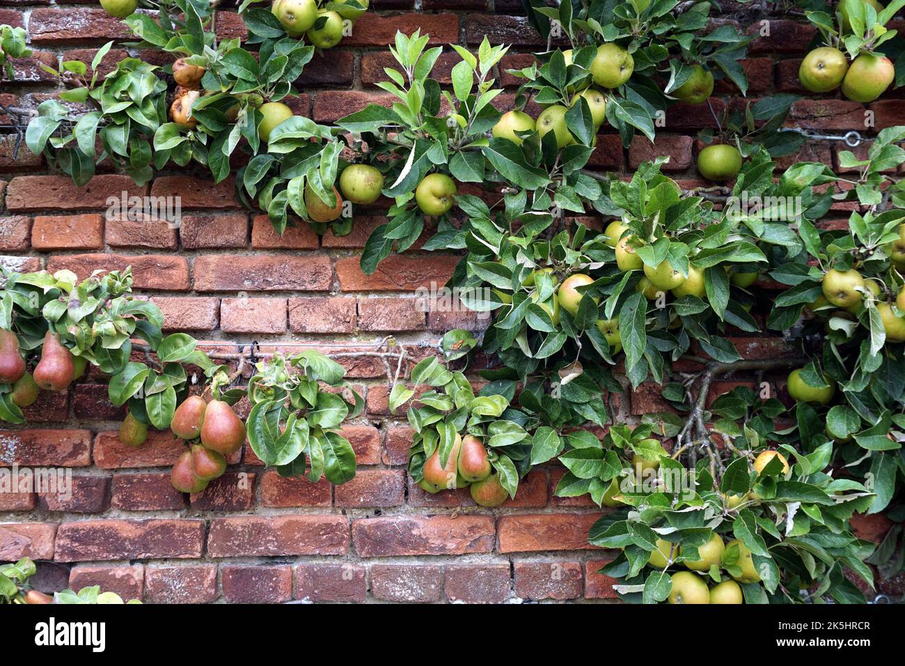 Alberi da frutto spalier Foto Stock