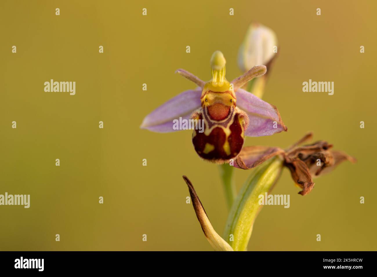 Bee Orchid, Ophrys Apifera, Rodbrough comune Foto Stock