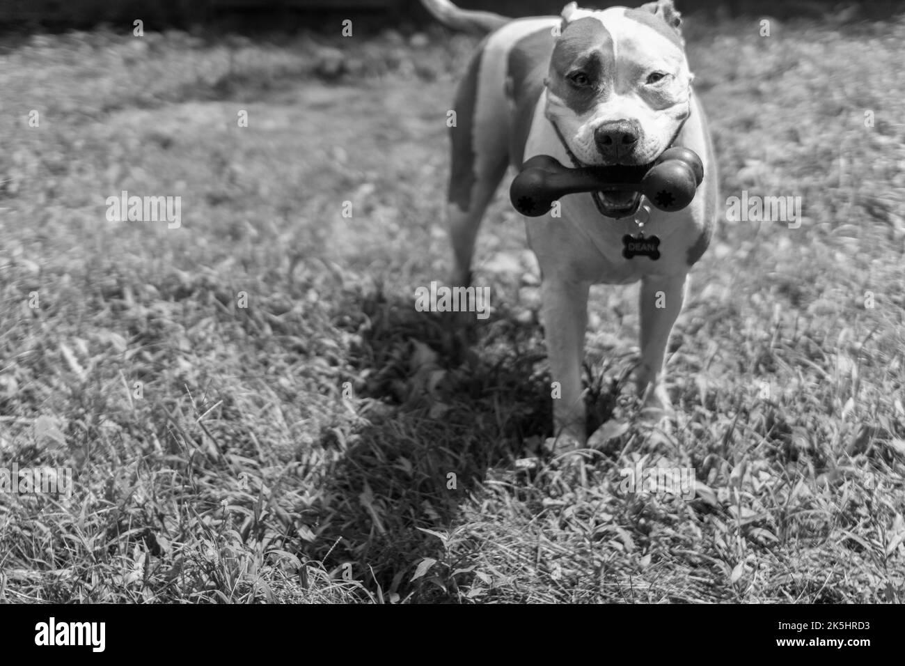 Un grande cane pitbull (American Pit Bull Terrier) (Canis lupus familiaris) attende giocosamente per giocare a fetch in un cortile erboso con un giocattolo cane a forma di osso Foto Stock