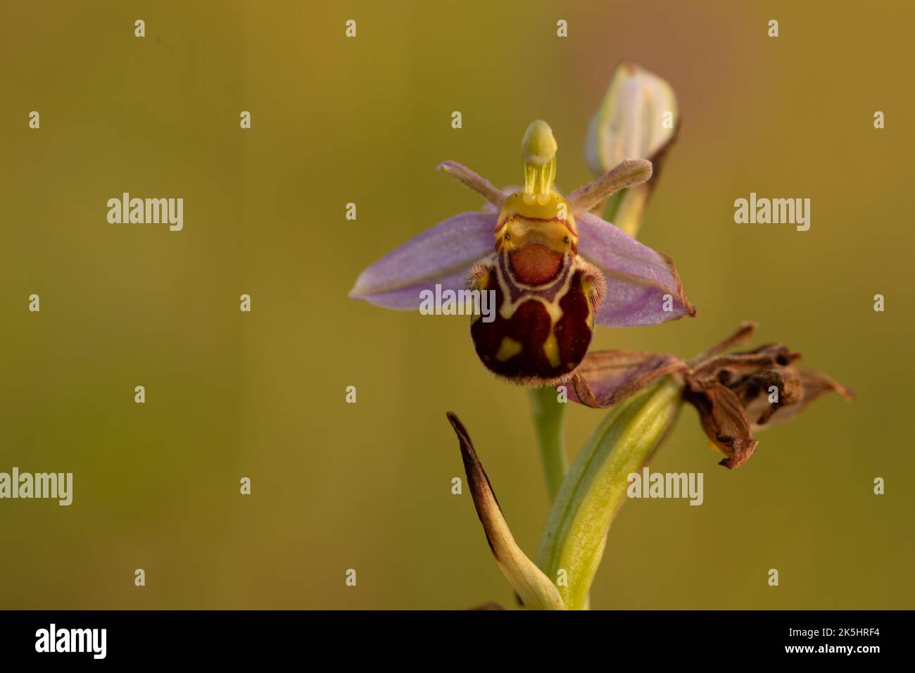 Bee Orchid, Ophrys Apifera, Rodbrough comune Foto Stock