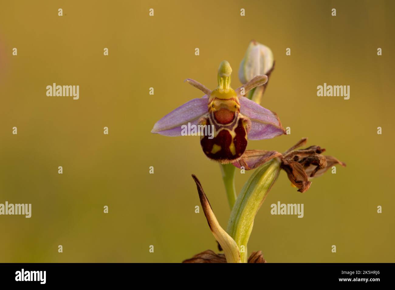 Bee Orchid, Ophrys Apifera, Rodbrough comune Foto Stock