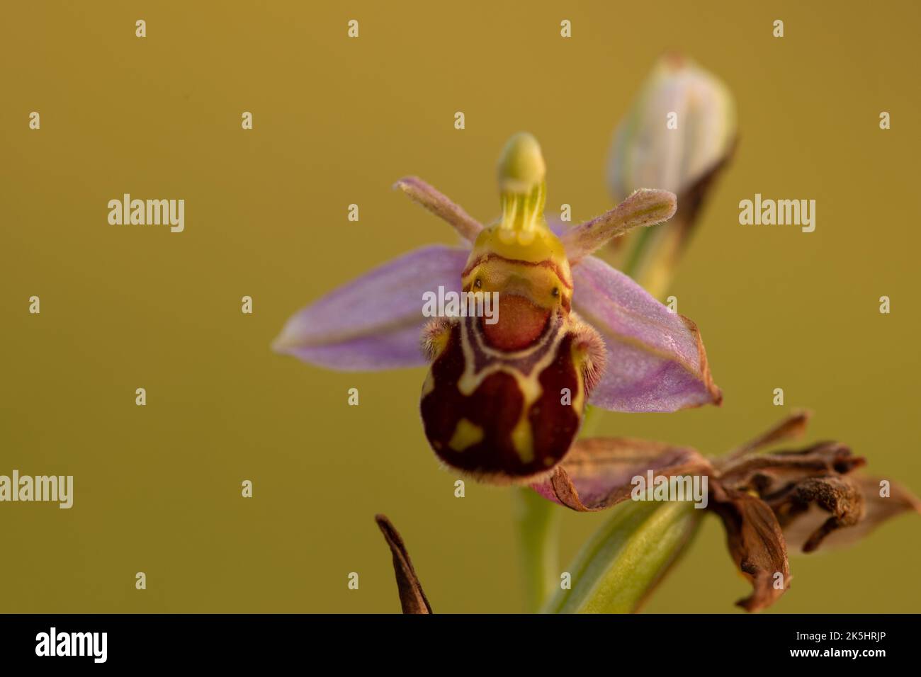 Bee Orchid, Ophrys Apifera, Rodbrough comune Foto Stock