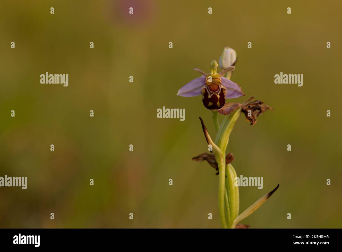 Bee Orchid, Ophrys Apifera, Rodbrough comune Foto Stock