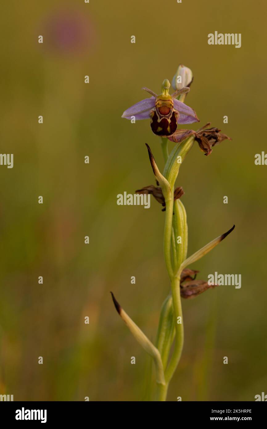 Bee Orchid, Ophrys Apifera, Rodbrough comune Foto Stock