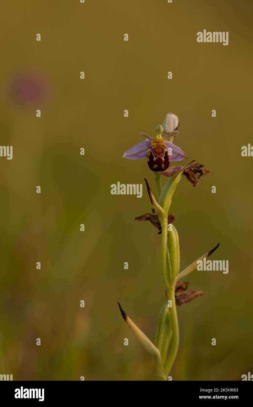 Bee Orchid, Ophrys Apifera, Rodbrough comune Foto Stock