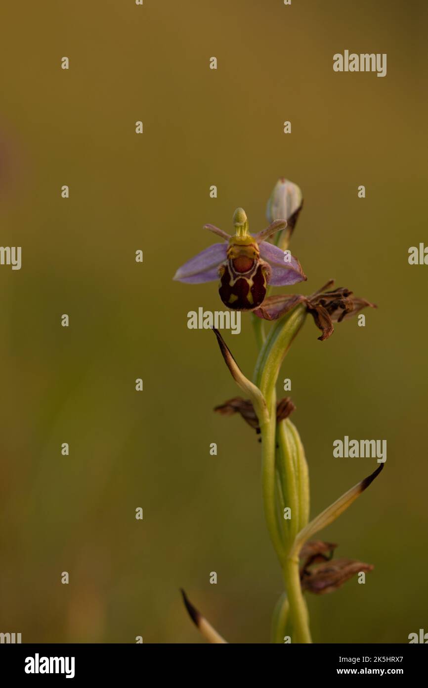 Bee Orchid, Ophrys Apifera, Rodbrough comune Foto Stock