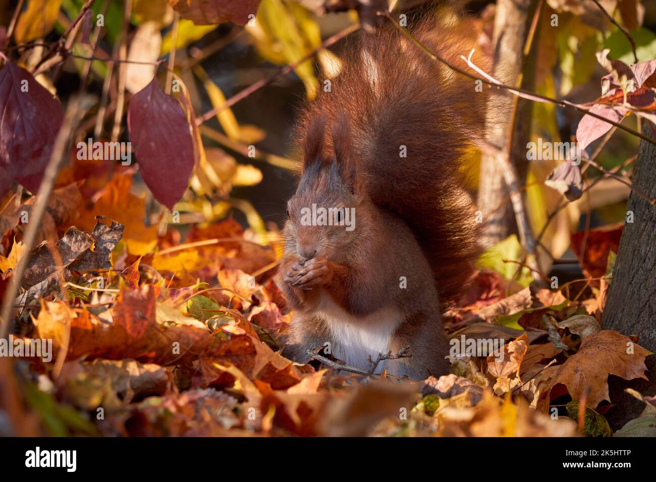Scoiattolo rosso eurasiatico sul terreno con foglie autunnali (Sciurus vulgaris) Foto Stock