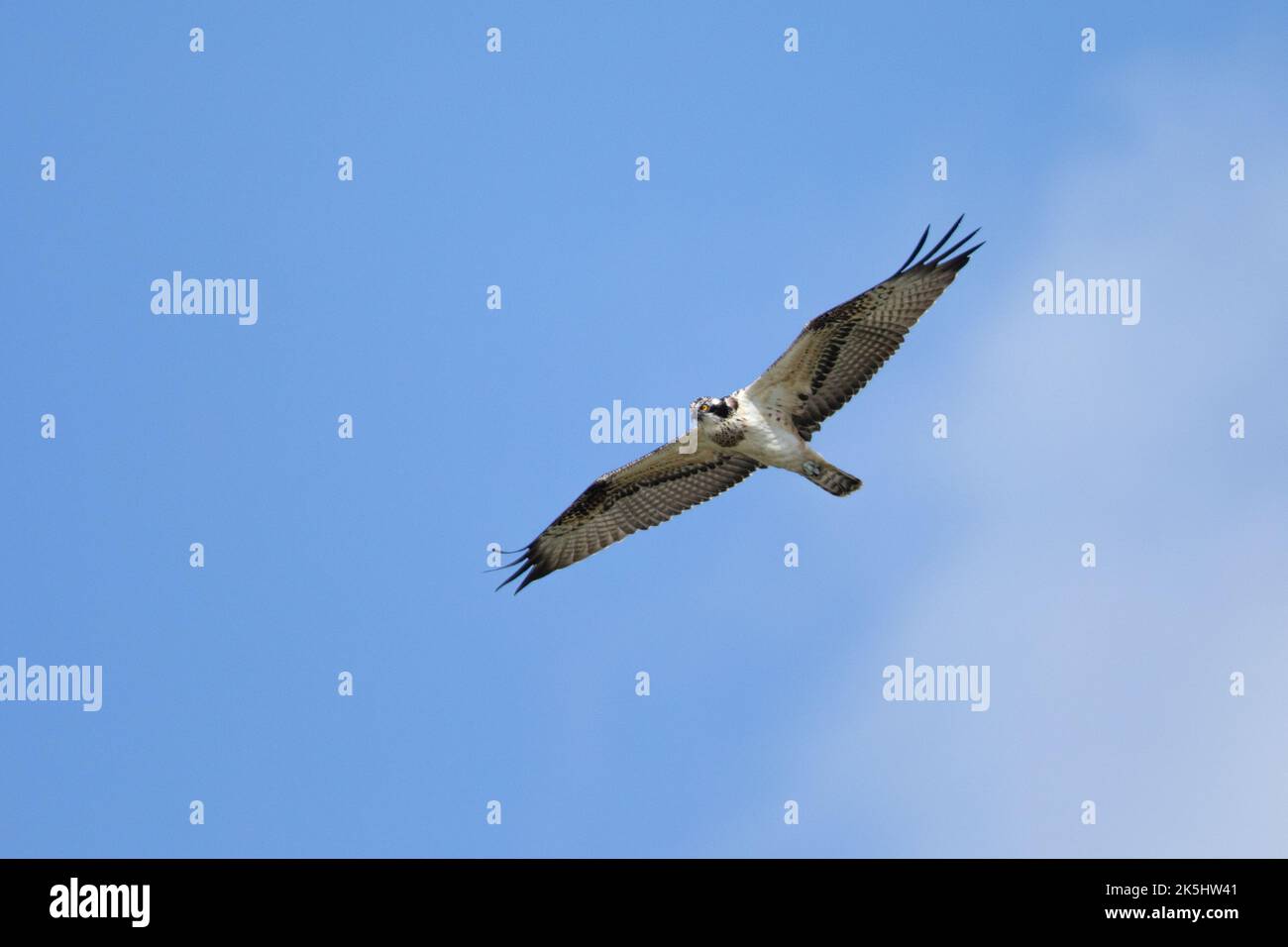 Osprey, Pandion haliaetus, serbatoio di Cheddar, Foto Stock