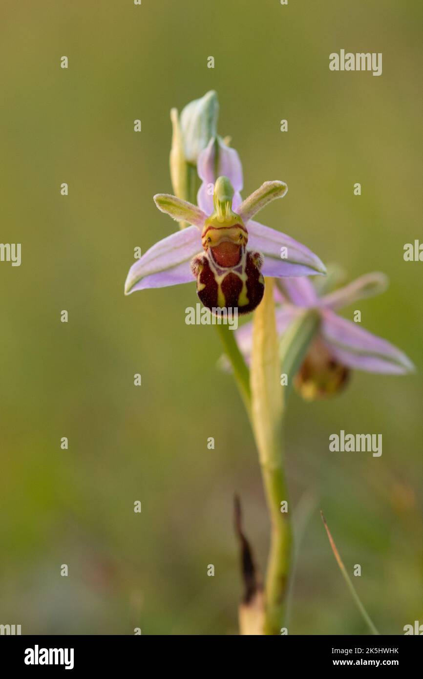 Bee Orchid, Ophrys Apifera, Rodbrough comune Foto Stock