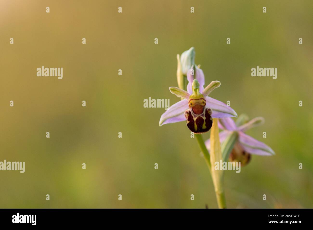 Bee Orchid, Ophrys Apifera, Rodbrough comune Foto Stock