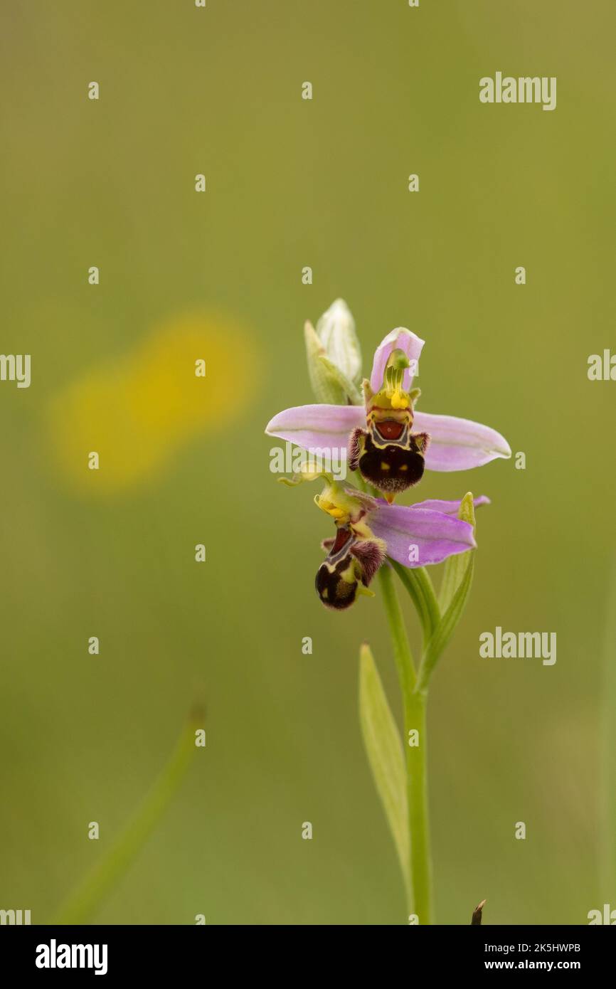 Bee Orchid, Ophrys Apifera, Rodbrough comune Foto Stock