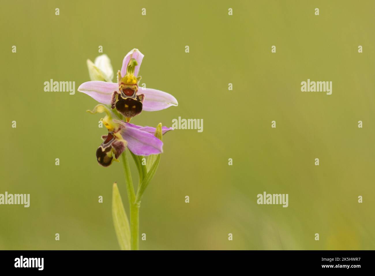 Bee Orchid, Ophrys Apifera, Rodbrough comune Foto Stock