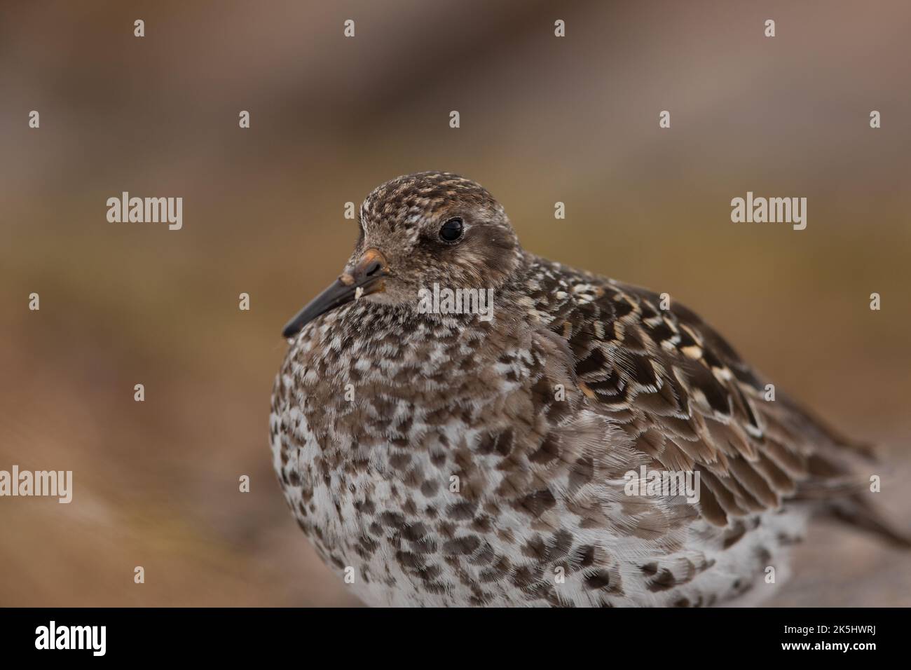 Sandpiper viola in habitat di allevamento, Cairngorm Mountains, Scozia, Calidris maritima. Foto Stock