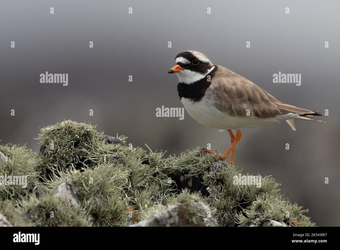 Common ringed Plover, Charadrius hiaticula, Isola di Iona, Scozia Foto Stock