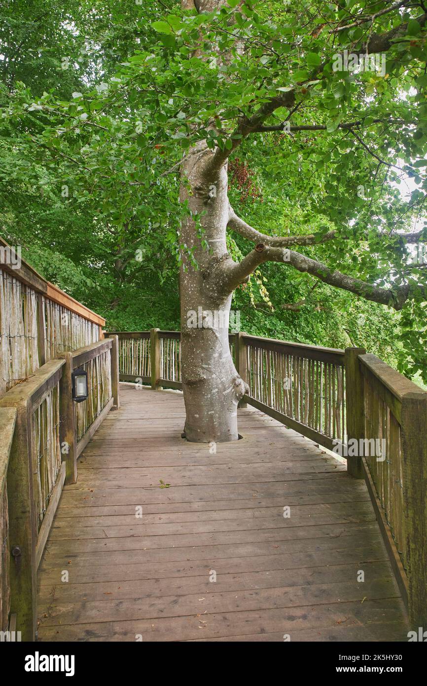 Sentiero sospeso tra gli alberi allo Zoo Danese Foto Stock