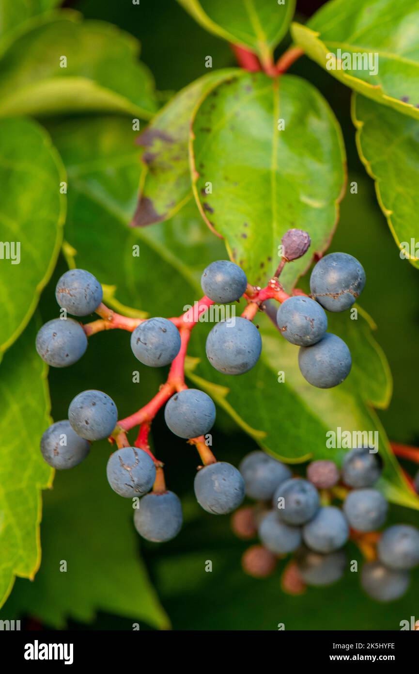 edera di boston, partenocsus tricuspidata, bacche, univerities della lega dell'edera, origine del nome, grecia, pianta, bush bacche. Foto Stock