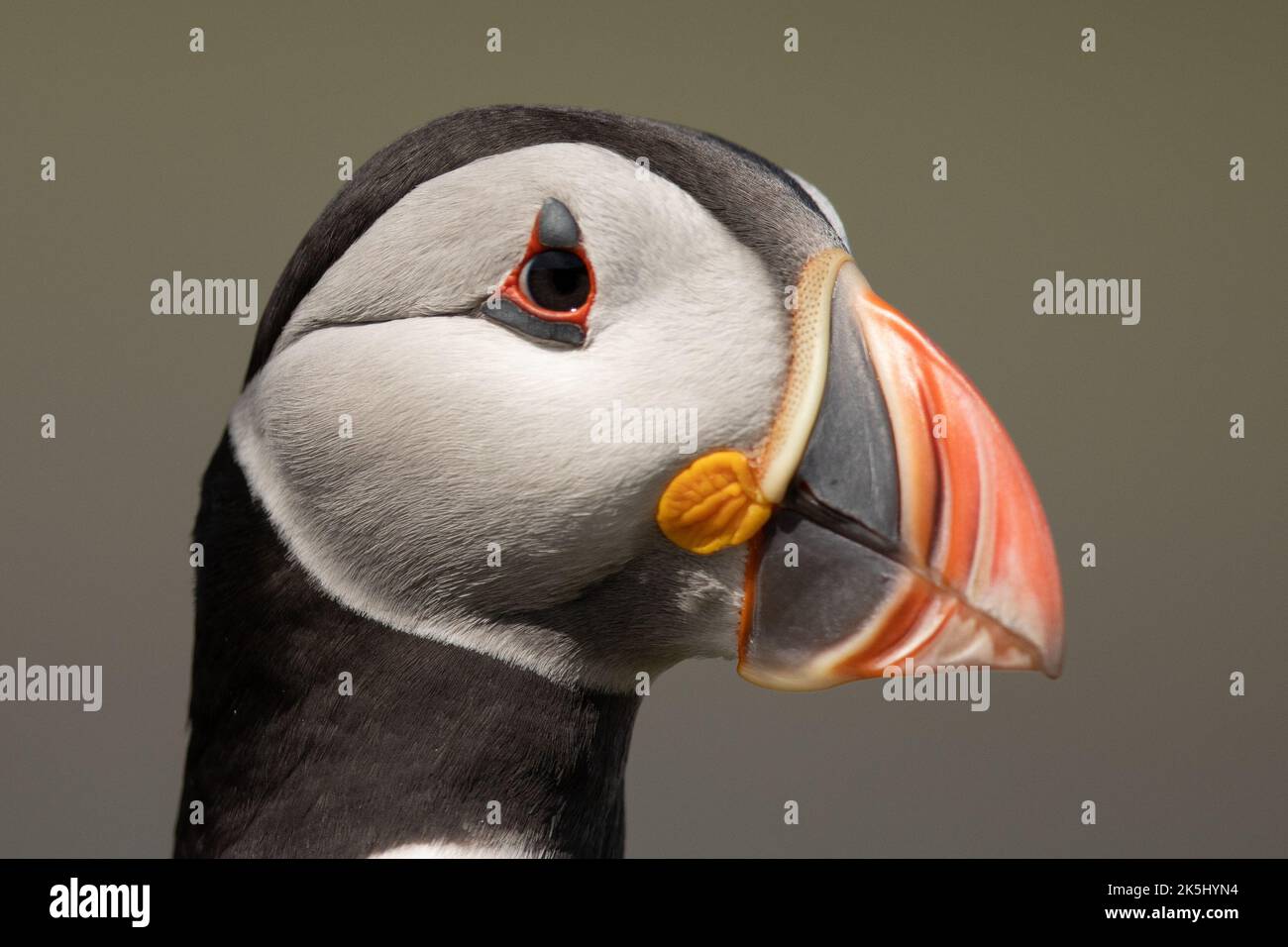 Puffin, lunga, Isole Treshnish, Scozia Foto Stock