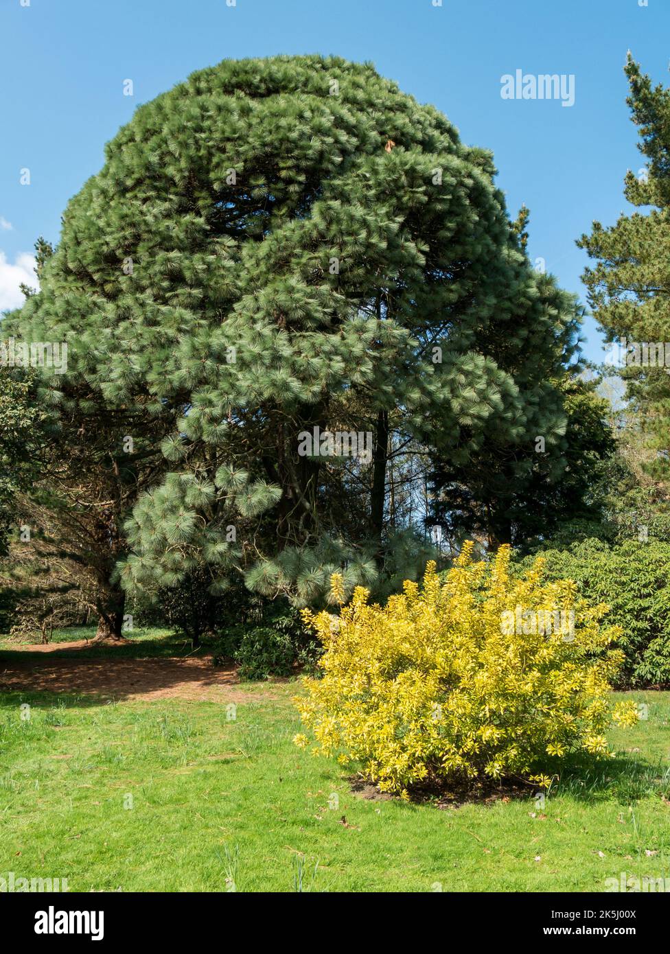 Albero di pino maturo di Montezuma (Pinus Montezumae) a Sheffield Park Garden, East Sussex, Inghilterra, Regno Unito Foto Stock