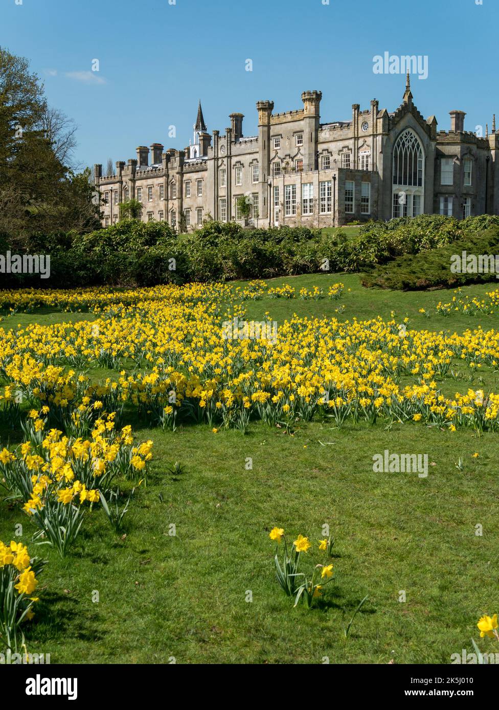 Sheffield Park House and Gardens con Daffodils gialli a Spring, East Sussex, Inghilterra, Regno Unito Foto Stock