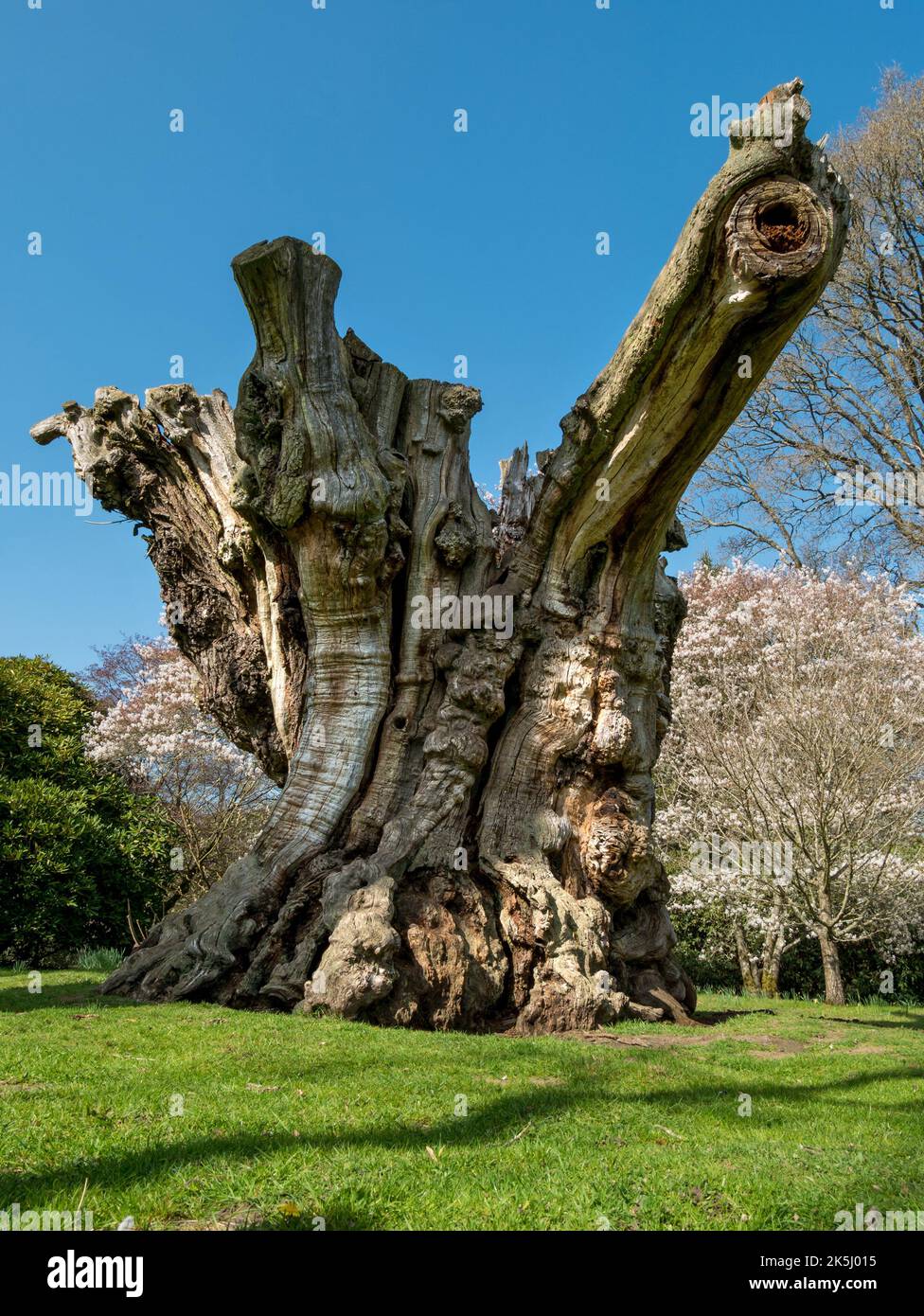 Enorme ceppo di castagno morto (Castanea sativa) a Sheffield Park Gardens, East Sussex, Inghilterra, Regno Unito Foto Stock