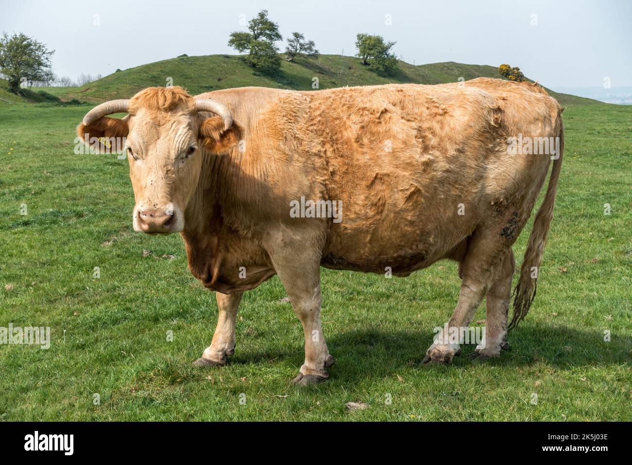 Grande toro adulto marrone chiaro (possibilmente South Devon) con corna in piedi in erba campo, Leicestershire, Inghilterra, Regno Unito Foto Stock