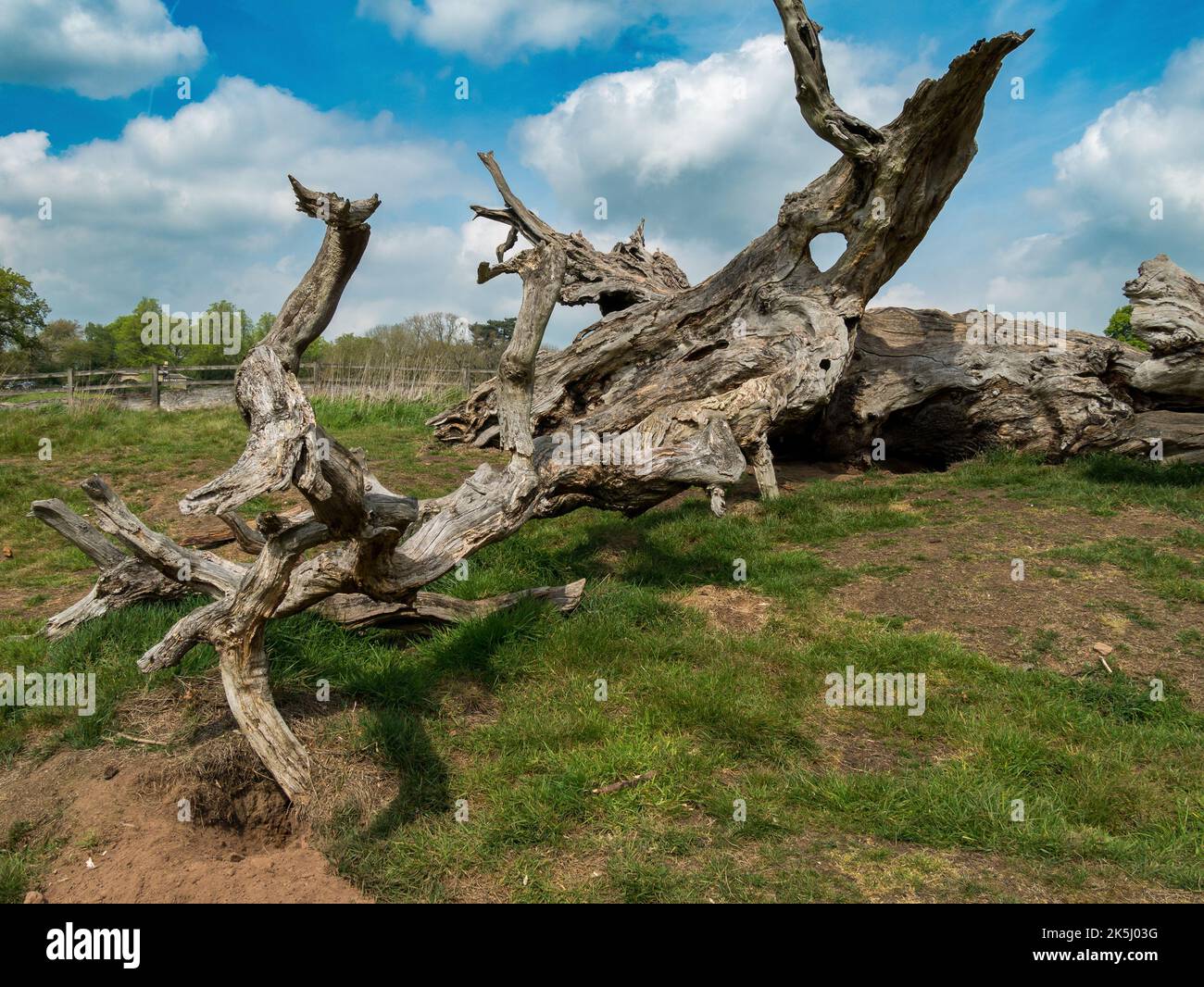 Resti decadenti di un grande e vecchio albero caduto all'interno di Calke Park Estate, Tickall, Derbyshire, Inghilterra, Regno Unito Foto Stock