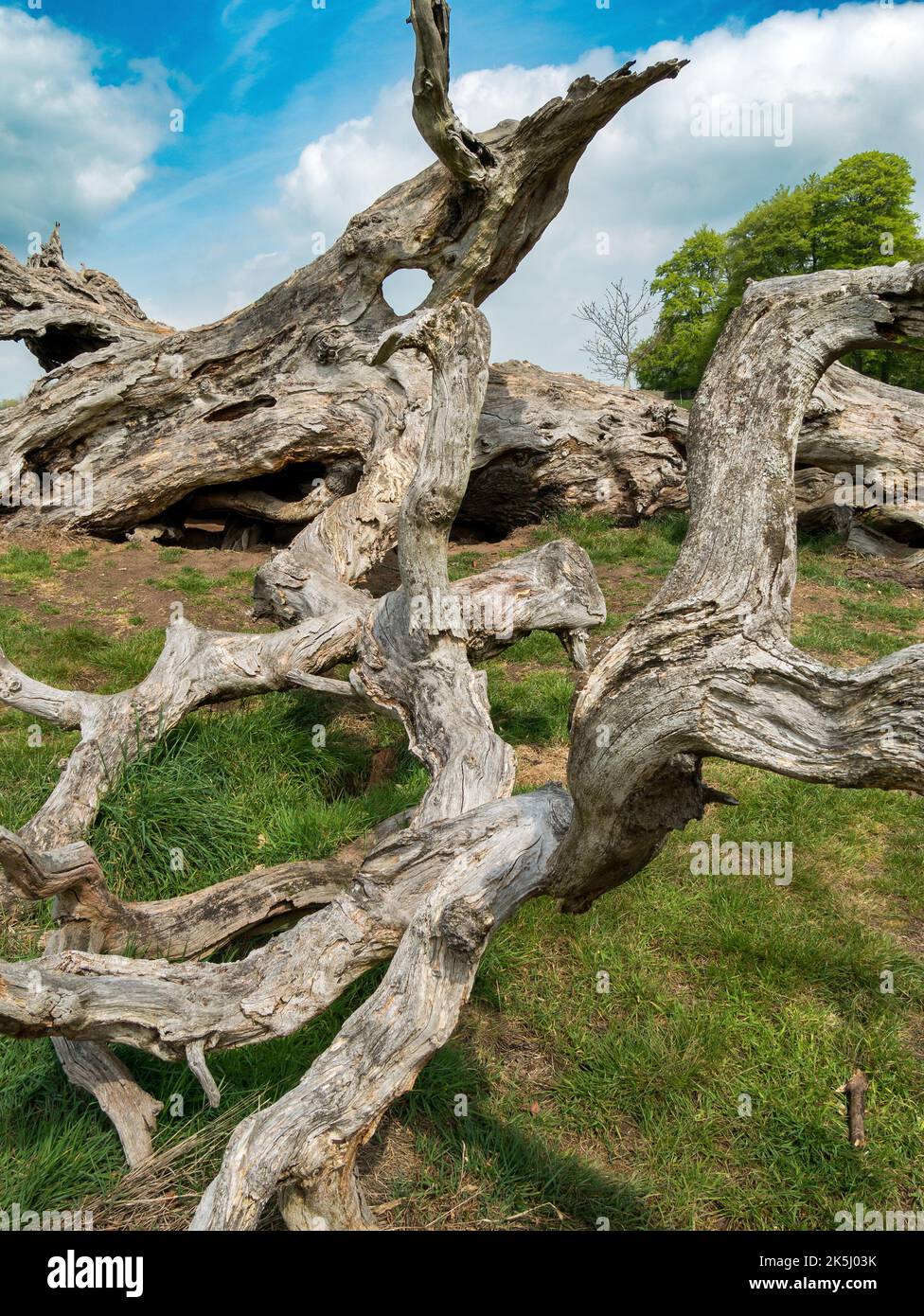 Resti decadenti di un grande e vecchio albero caduto all'interno di Calke Park Estate, Tickall, Derbyshire, Inghilterra, Regno Unito Foto Stock