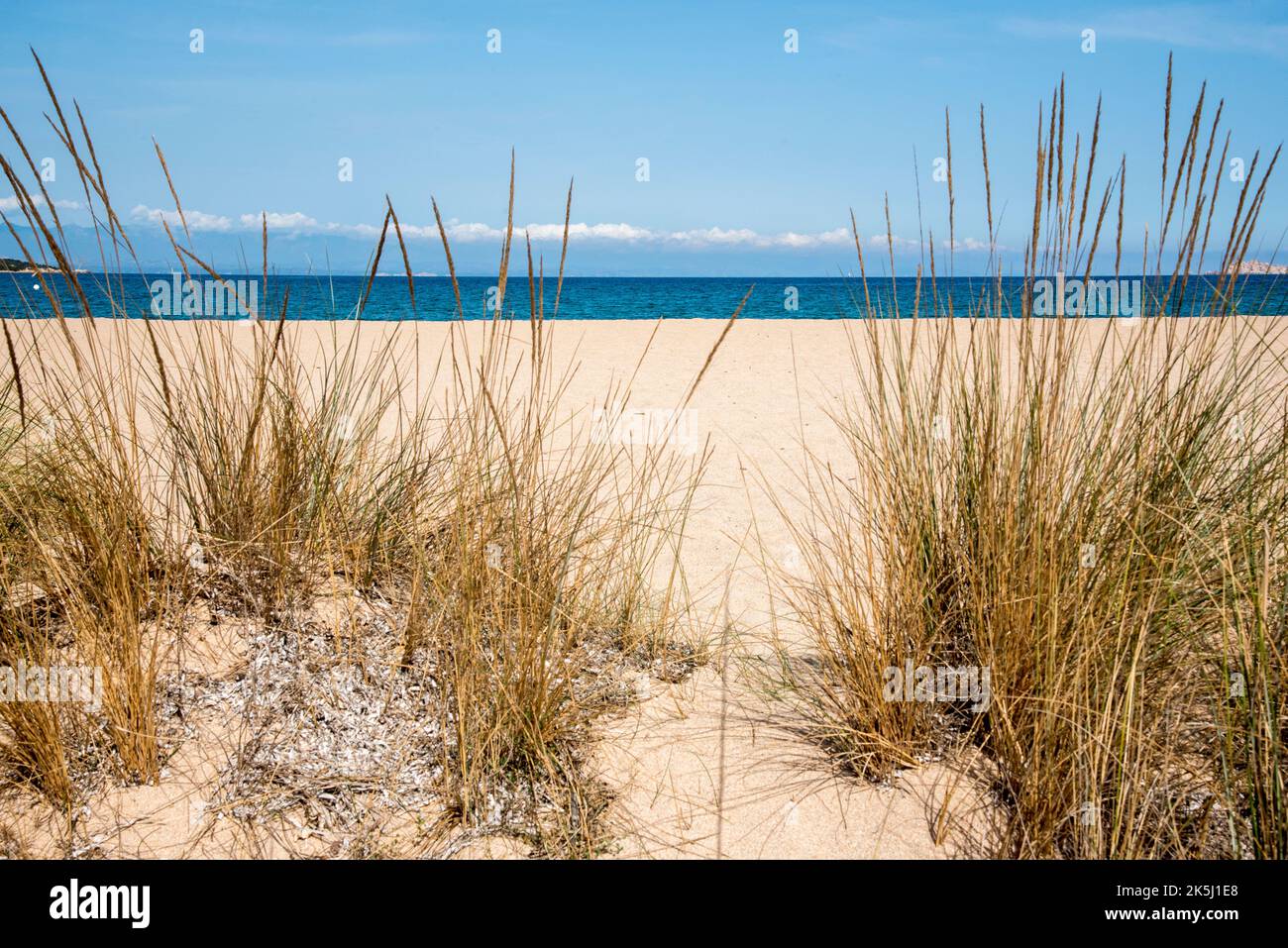 Dune sabbiose con vegetazione Foto Stock